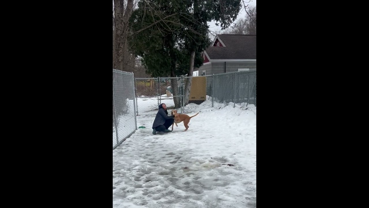 Lola, a ADOPTABLE mixed breed in Bedford Hills, NY video 2/6