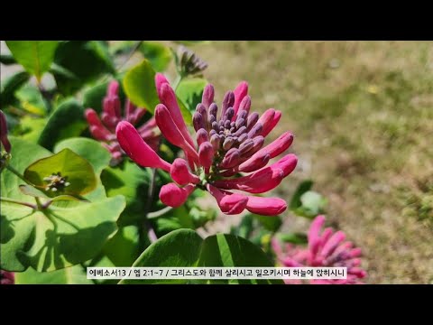 에베소서13 / 엡 2:1~7 / 그리스도와 함께 살리시고 일으키시며 하늘에 앉히시니