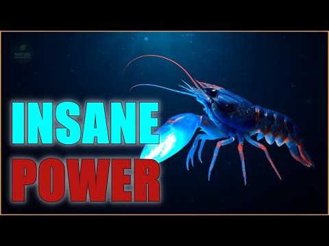 This Tiny Shrimp Has a Sonic Weapon