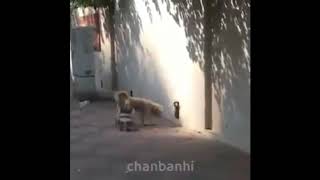 РЕАЛЬНАЕ ВИДЕО ШРЕКА!!!!! Шок