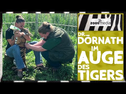 Tiger-BABY bekommt Heimtierausweis | zoos.media