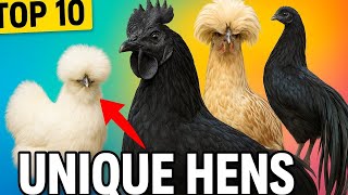 Top 10 Most Unique Hens in the World 🐔