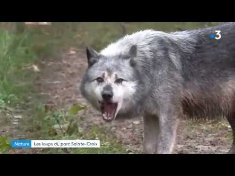 Arrivée d'une meute de loups du Canada au Parc de Sainte-Croix