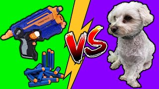 PUPPY VS NERF GUN!!