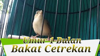 Download lagu Umur 1 bulan sudah bakat cetrekan mp3