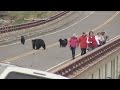 Black Bears Chase Tourists At Yellowstone National Park