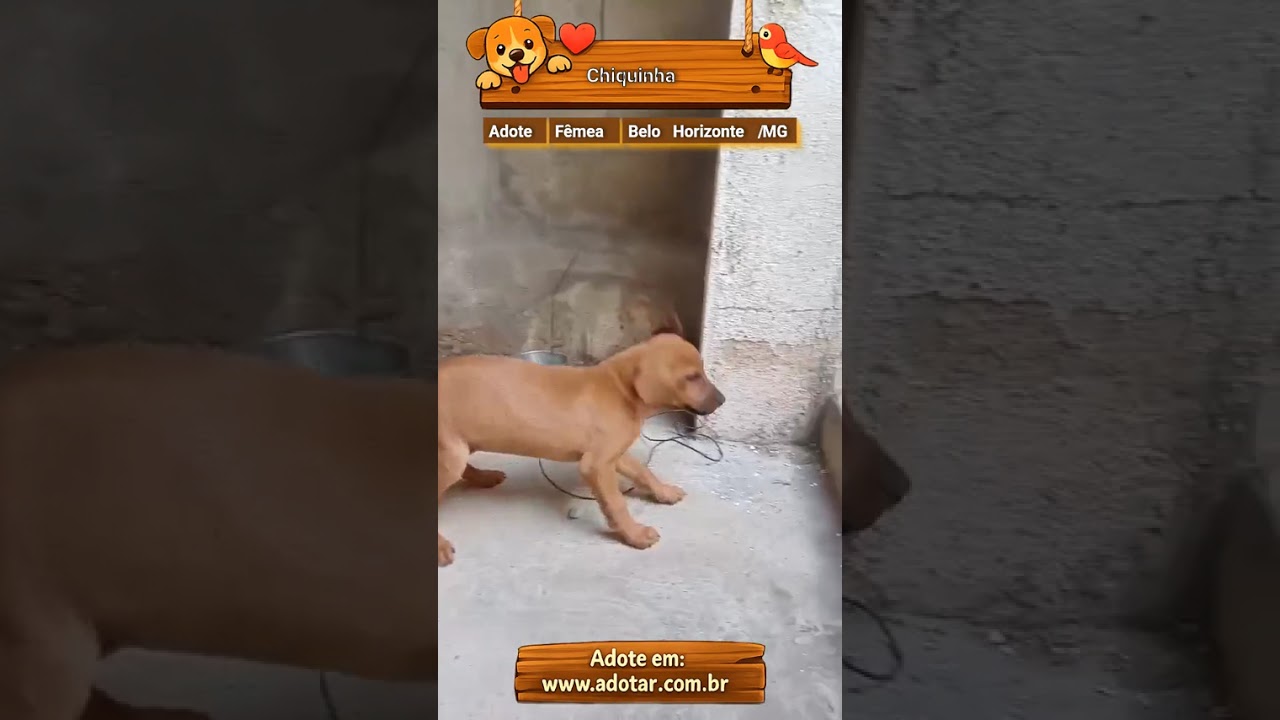 Cachorro raça SRD-ViraLata idade 2 a 6 meses nome Chiquinha 