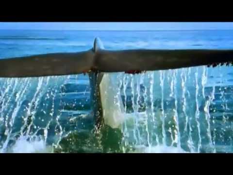 Animal Planet HD Wildest Season Advert 2013 hd1080p - najava za emisiju na Animal Planet-u