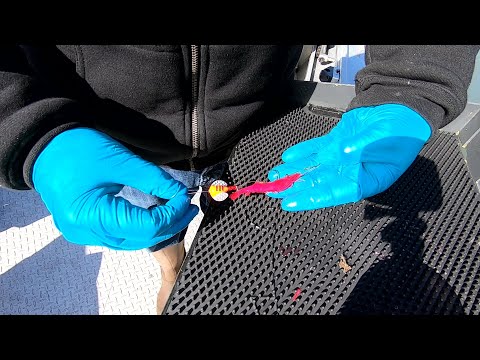 How To Rig Coon Shrimp For Salmon & Steelhead Fishing