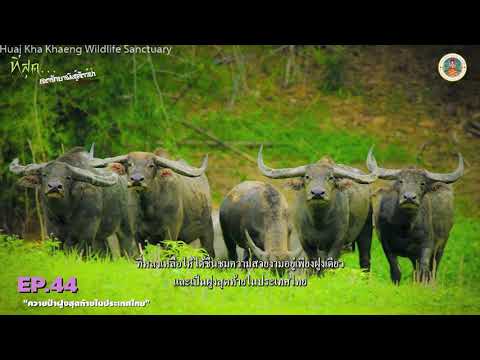 Thung Yai Naresuan Huai Kha Khaeng Wildlife Sanctuary