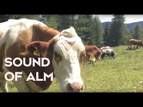 Relaxing sounds of nature - 3 hours of cow bells on the pasture