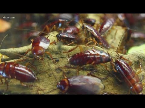 Cockroaches are evolving and becoming harder to kill