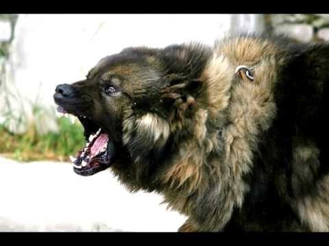 Mükemmel Çoban Köpekleri..!!! Dogs