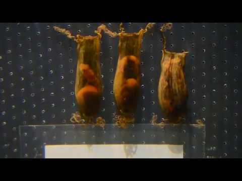 浅虫水族館公式：トラザメの卵 成長動画