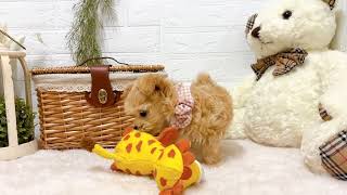 ハーフ犬の動画02