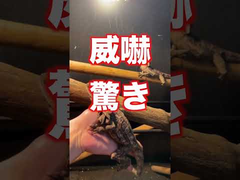 エリマキトカゲについて詳しく解説