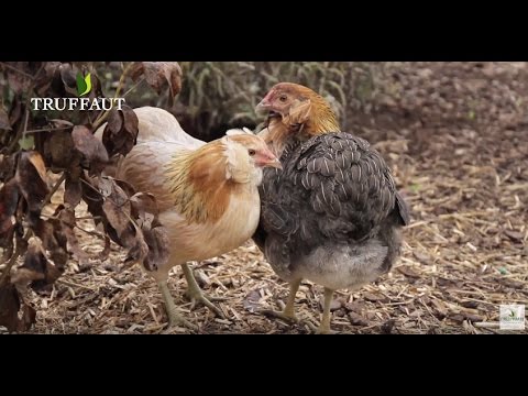 download lagu mp3 mp4 Araucana Poule, download lagu Araucana Poule gratis, unduh video klip Araucana Poule