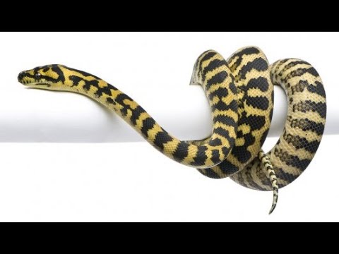 Çfarë do të thotë nëse shohim gjarpër në ëndërr? - Dr. Imam Ahmed Kalaja