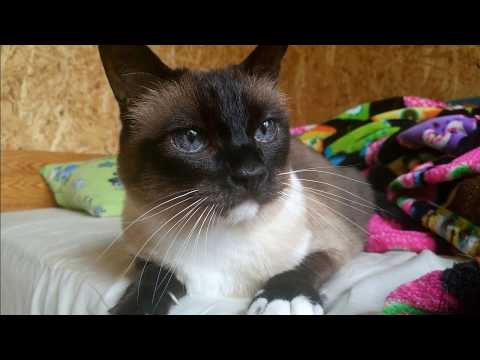 Copycat ft.  DJ Noobel (ja sõbrad)