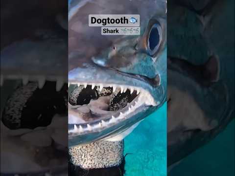 ナポレオン (魚)について詳しく解説