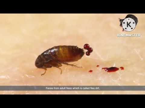 Kutu loncat (Pinjal) tikus, Monster pembunuh 10 juta jiwa