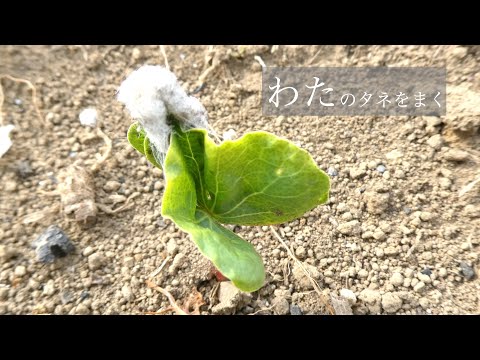 綿花栽培の歴史 - 定義