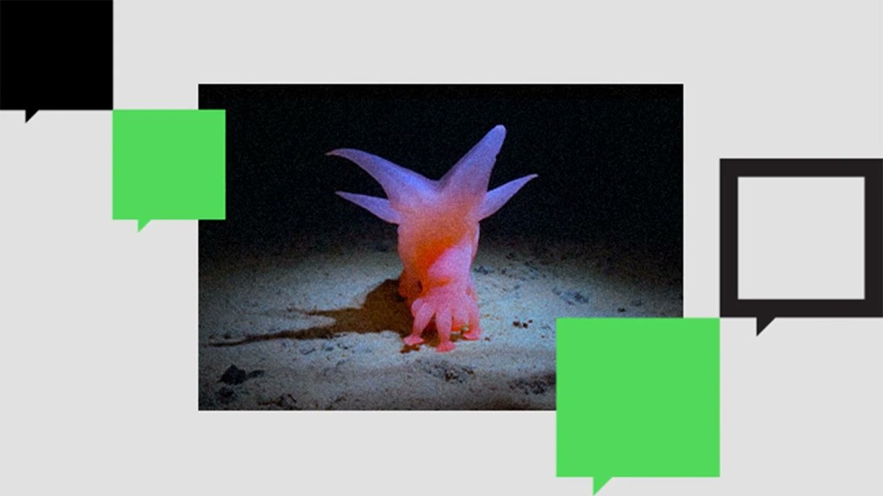 What Does a Barbie Pig Have to Do With Seabed Mining?