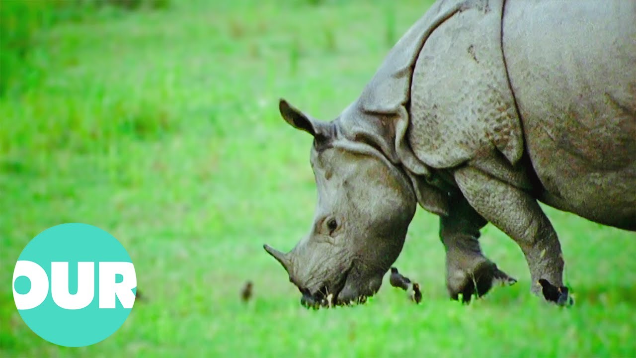 These Are The Greater One-Horned Rhino Of Indias Kaziranga National Park | Our World