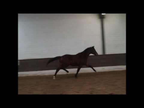 NINOX DR Hengst geb. 2015 v. Nemax - Apslau xx