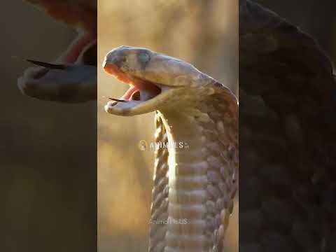 Eagle attacks a Cobra Snake Amazing footage #eagles  #animals