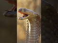 Eagle attacks a Cobra Snake Amazing footage #eagles  #animals