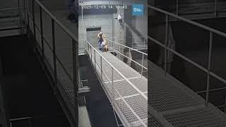 Golden Retriever Forces Owner to Safety Seconds Before Walkway Collapse Hits