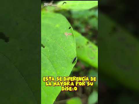 Chinches de Las Plantasgénero NeotropicomirisFamilia Miridaesubfamilia Mirinae#caldasantioquia#fly
