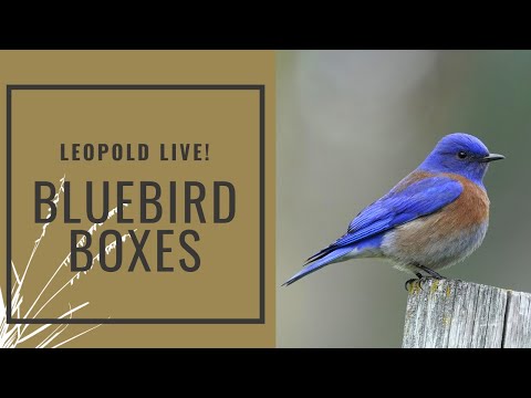 Leopold Live! Chapter Two: Blue Bird Boxes