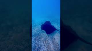 Download lagu Marble sting ray moving. #freediving #adventurelife #ocean #underwater #galápagos #fish mp3 Download lagu Marble sting ray moving. #freediving #adventurelife #ocean #underwater #galápagos #fish mp3
