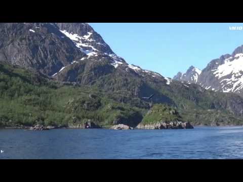 Seeadler im Raftsund 10.06.2017