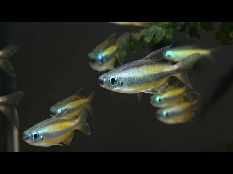 Phenacogrammus aurantiacus - Gold-Kongosalmler