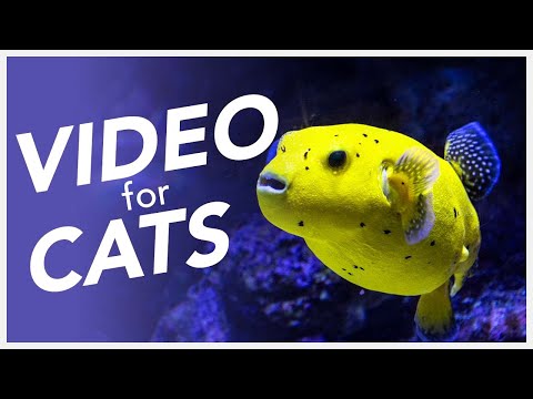 [No Ads] Cat TV 📺 - 20 Hour Underwater Diving Video for Cats - Sea Exploration 🐟
