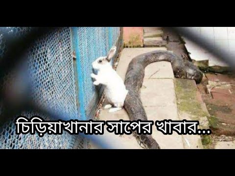 চিড়িয়াখানায় অজগরের খাবার জীবিত খরগোশ, ‘অমানবিক’