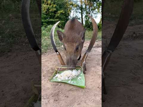 OMG!! These wild boar pig trap ever #pigtrap #shortvideo #wildboar #wildboarfarm #pighunting #viral