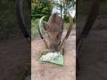 OMG These Wild Boar Pig Trap Ever Pigtrap Shortvideo Wildboar Wildboarfarm Pighunting Viral