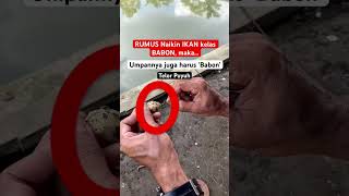 Download lagu RUMUS PATEN NAIKIN IKAN BABON BAWALAN !!?? #shorts #shortsvideo #fishing #pemancingan #umpan #bawal mp3 Download lagu RUMUS PATEN NAIKIN IKAN BABON BAWALAN !!?? #shorts #shortsvideo #fishing #pemancingan #umpan #bawal mp3