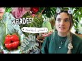 WEIRDEST Unique Plants Right Now Top Weird Houseplants Part 4