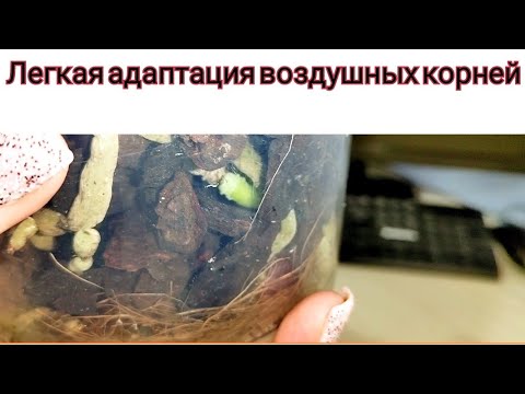 How to EASILY and QUICKLY accustom the aerial roots of orchids to the ground? Successful ADAPTATION