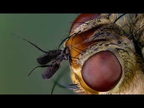 Video thumbnail for Video Review 2