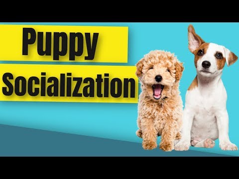 How to Socialize a Puppy Before Vaccinations