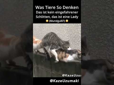 Was Tiere So Denken 😂 Lustige Katzen & Hunde Videos | Funny Animals #funny #lustig #flachwitz