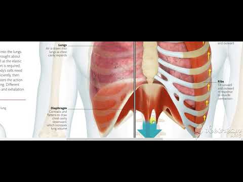 Mechanics of breathing 3