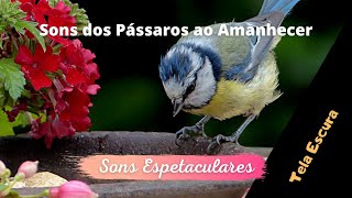 O som perfeito dos canto dos pssaros ao amanhecer. Tela Escura para relaxar. 