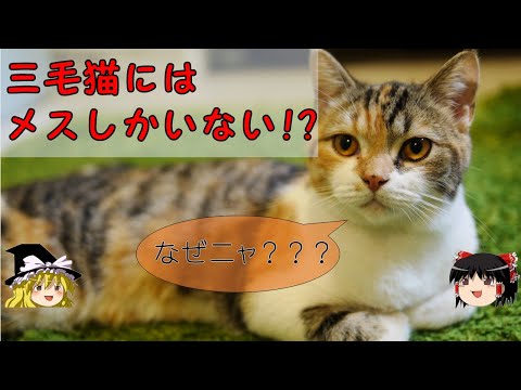 三毛猫はなぜメスなのか